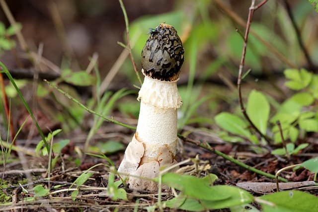 stinkhorn 2360199 640