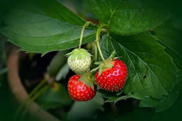 strawberry plant 751178 640