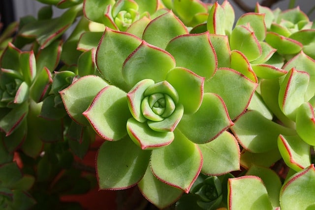 succulent 2508 640