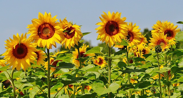 sunflowers 1533516 640