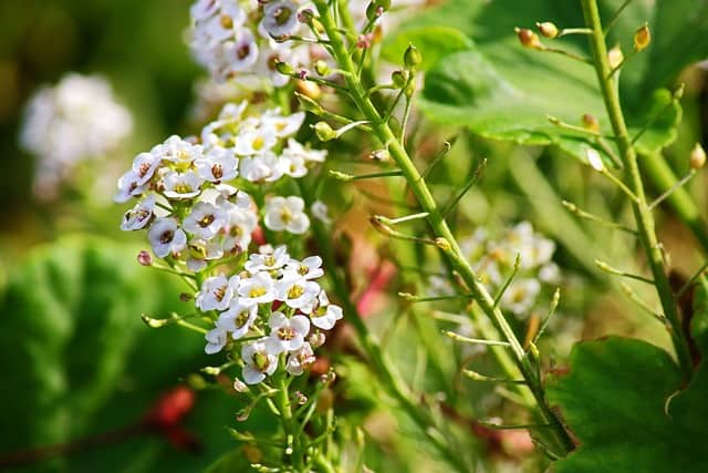 sweet alyssum 6241568 640