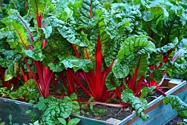 swiss chard 3641280 640 1