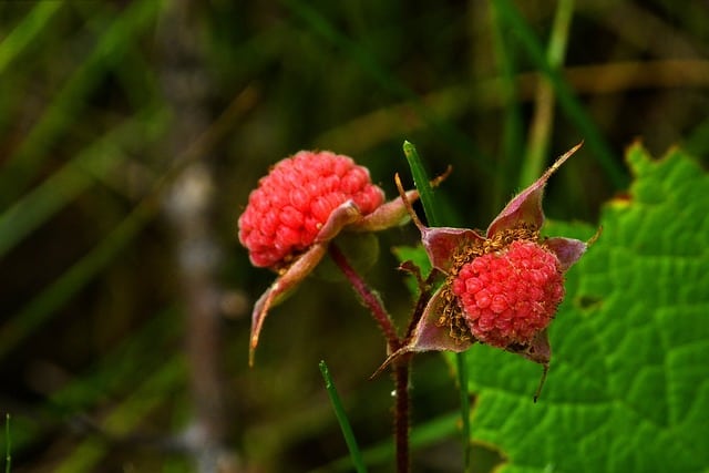 thimble berries 54367 640