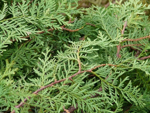 thuja 49630 640