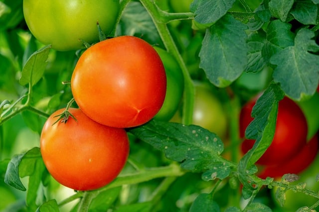 tomatoes g3a9f43552 640