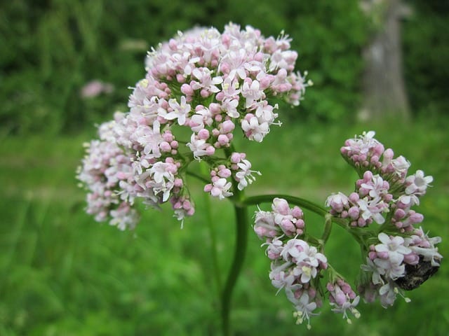 valeriana officinalis 846615 640