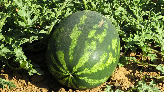 watermelon g4ac74d970 640