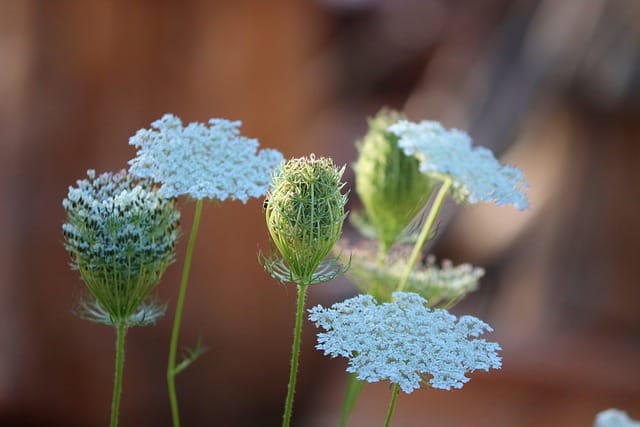 wild carrot flowers 5476094 640