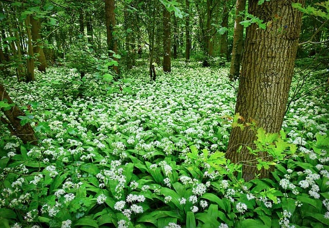 wild garlic 5148793 640