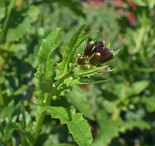 wild lettuce flower buds 2769935 640