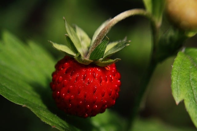 wild strawberry 5332677 640