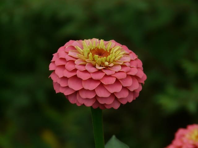 zinnia 59913 640