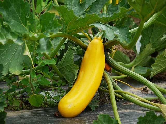 zucchini 1522535 640