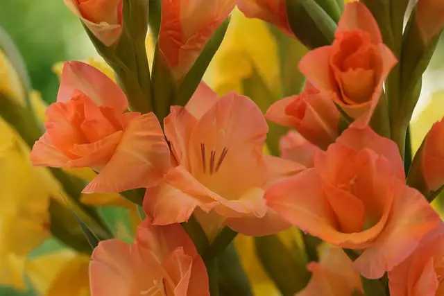 Flowers That Look Like Gladiolus