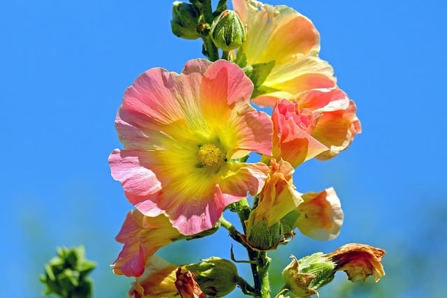 hollyhock 1525145 640