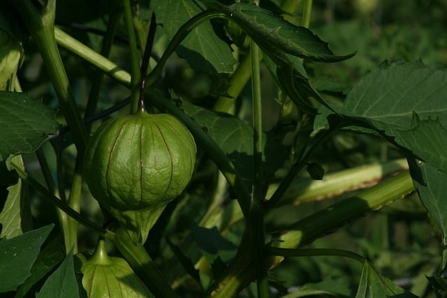 tomatillo 408704 640