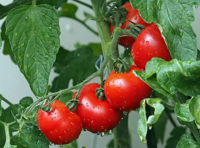 Plants That Look Like Tomato Plants