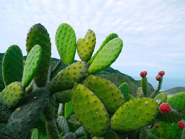 prickly pear g856a8314e 640