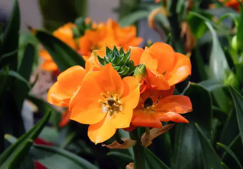 Orange Star Plant Drooping
