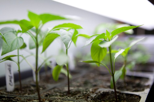 Grow Lights for Indoor Herb Gardens