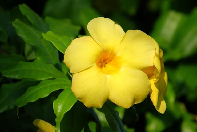 Allamanda Leaves Turning Yellow: 6 Causes, Solutions & Best Care Tips