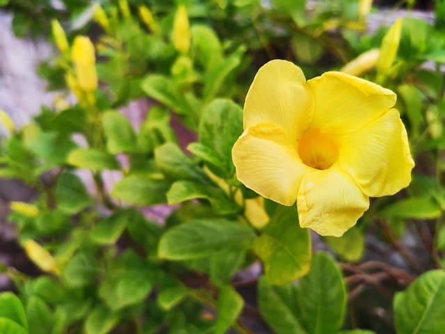 allamanda g4aaaab17f 640