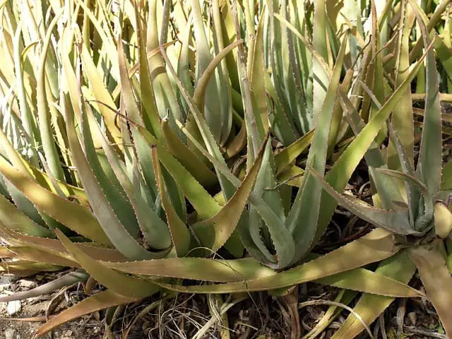 agave leaves turning yellow