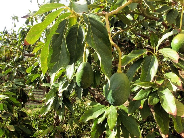 Avocado Plant Drooping Leaves