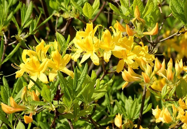 azalea g1bdaeeead 640
