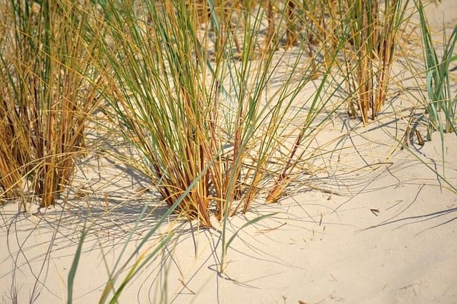 beach grass gb35efbce4 640