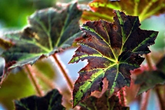 Begonia Leaves Turning Brown on Edges