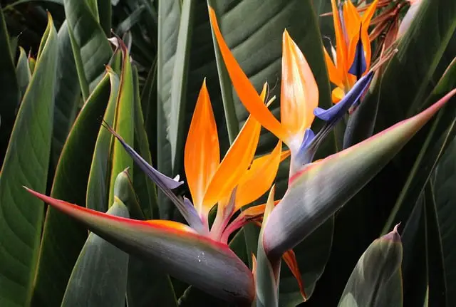 Bird of Paradise Leaves Turning Yellow and Brown