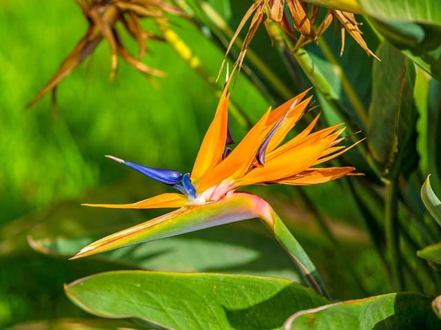 Bird of Paradise Plant Drooping