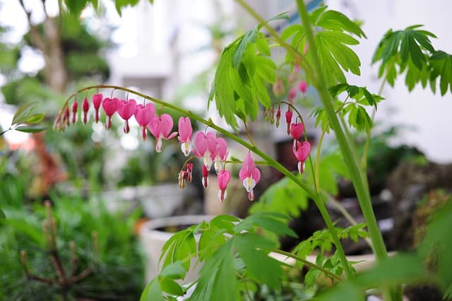bleeding heart g2d31f3ab0 640