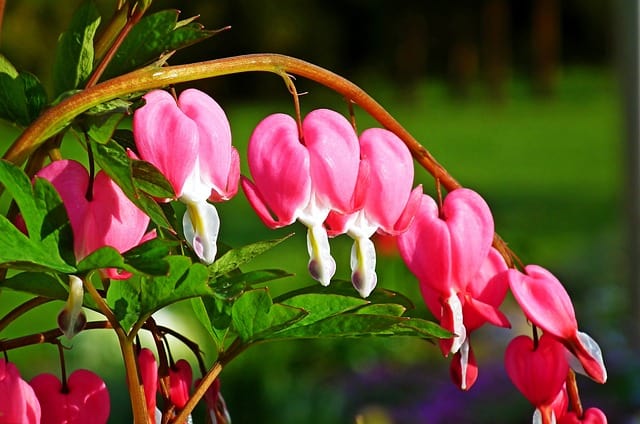 bleeding hearts g42d2d92b8 640