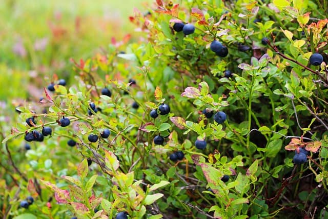 can i plant blueberries and raspberries together