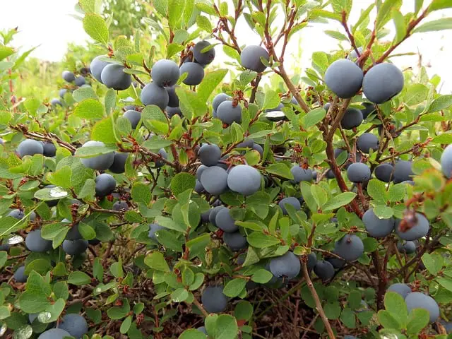 Black Spots on Blueberry Leaves