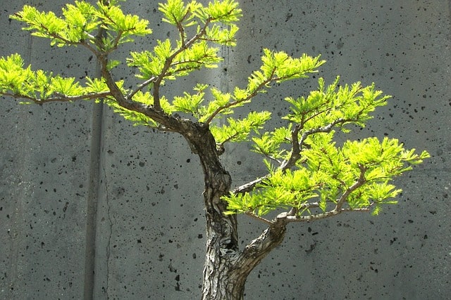 bonsai turning yellow