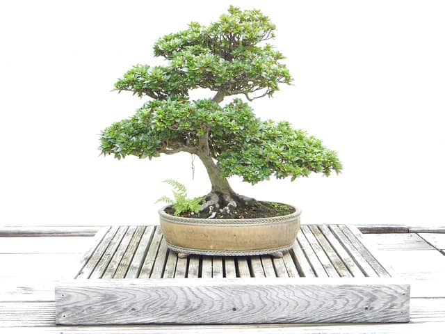 bonsai g7daccc183 640