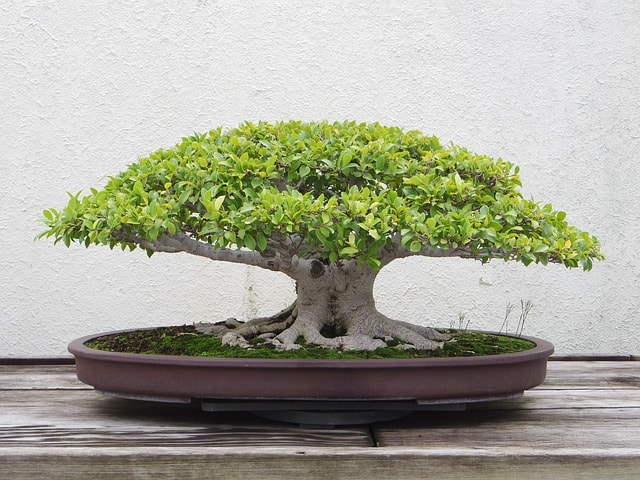 bonsai g9d79b4d83 640