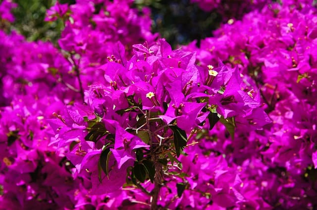 bougainvillea flowers turning brown