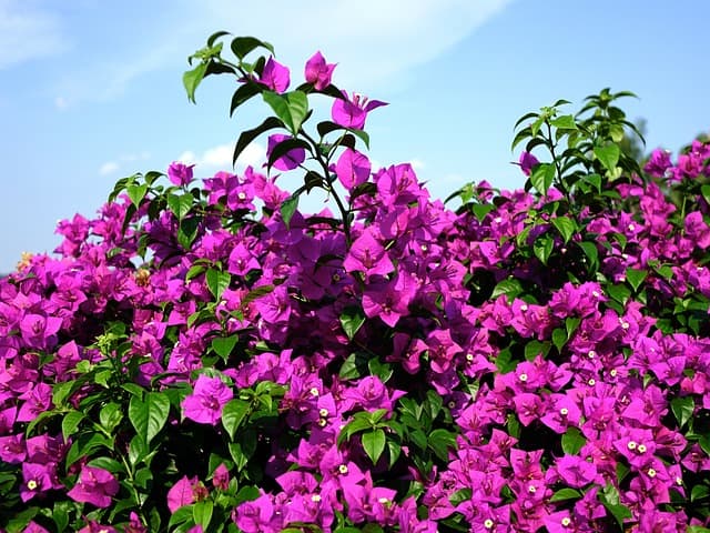 bougainvillea glabra g623fcbe22 640