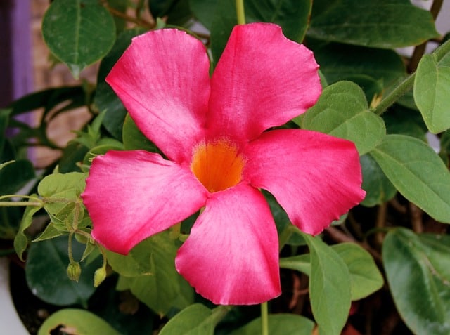 Brown Spots on Mandevilla Leaves: 8 Causes, Solutions & Best Care Tips