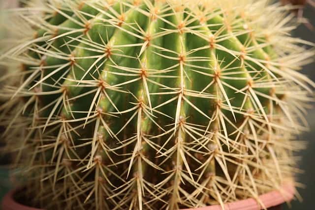 cactus g5eea1d9e4 640