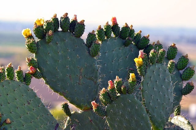 cactus spines turning brown