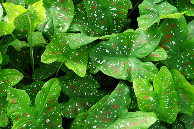 caladium leaves drooping and turning yellow