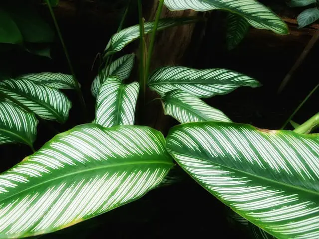 calathea plant drooping