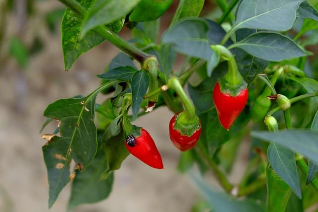 chilly red gc4aca336e 640