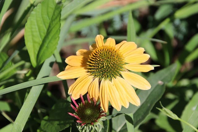 coneflower g159d72ed2 640