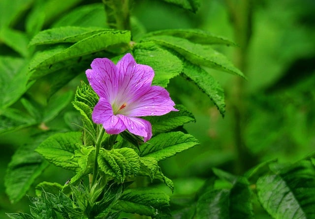 Black Spots on Geranium Leaves